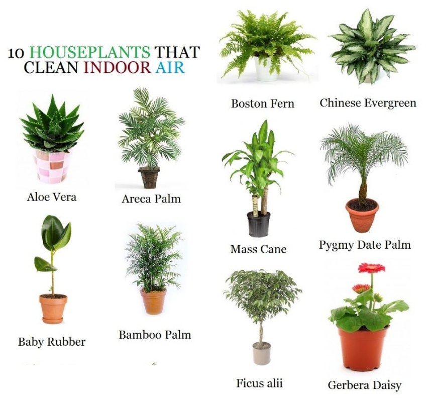 Types of Indoor  Plants 